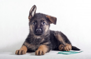 Картинка животные собаки забавный немецкая овчарка щенок уши