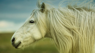 Картинка животные лошади профиль
