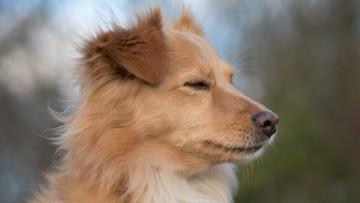 Картинка животные собаки профиль морда