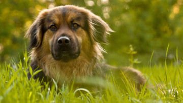 Картинка животные собаки растения взгляд морда