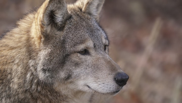 Картинка животные волки +койоты +шакалы профиль морда