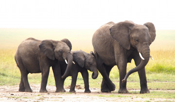 Картинка животные слоны природа семья