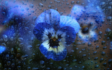 обоя цветы, анютины глазки , садовые фиалки, голубые, капли, макро, фиалки, стекло, анютины, глазки, вода, виолы