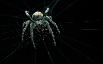 Картинка животные пауки spider ambush web