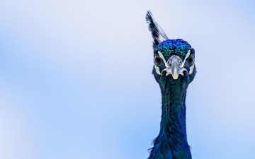 обоя животные, павлины, eyes, peacock, blue