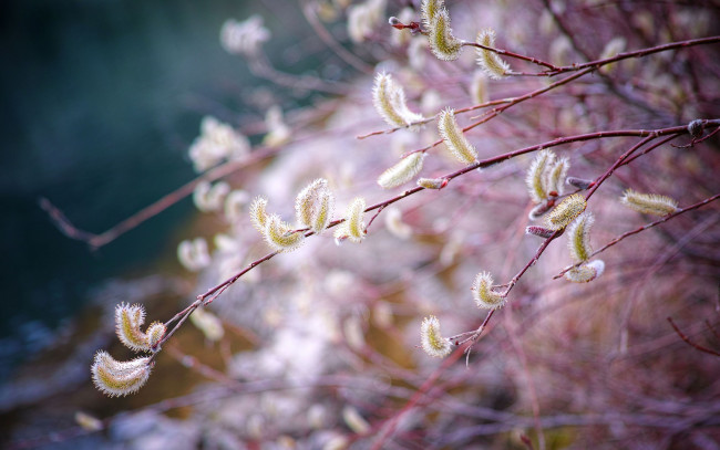 Обои картинки фото цветы, цветущие деревья ,  кустарники, весна, ветка, верба