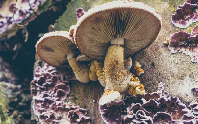 Обои картинки фото природа, грибы, пень