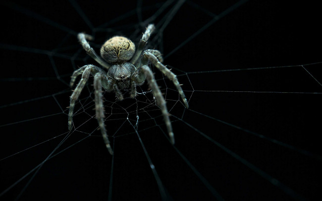 Обои картинки фото животные, пауки, spider, ambush, web