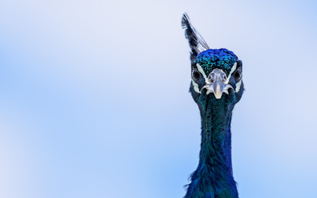 Обои картинки фото животные, павлины, eyes, peacock, blue