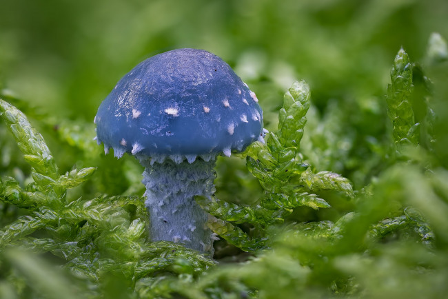 Обои картинки фото природа, грибы, гриб, макро