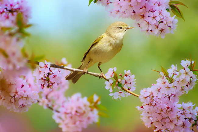 Обои картинки фото разное, компьютерный дизайн, птицы, цветы, весна, пейзаж, природа