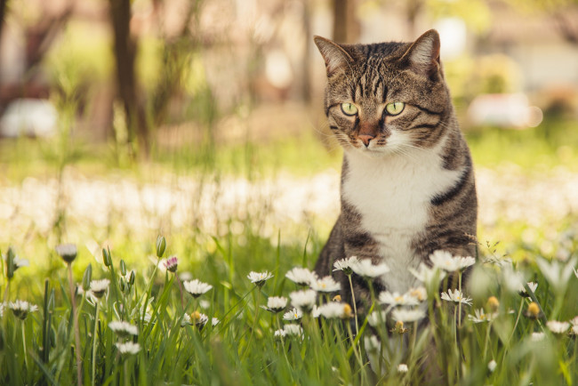 Обои картинки фото животные, коты, кошка, боке, цветы, маргаритки, кот