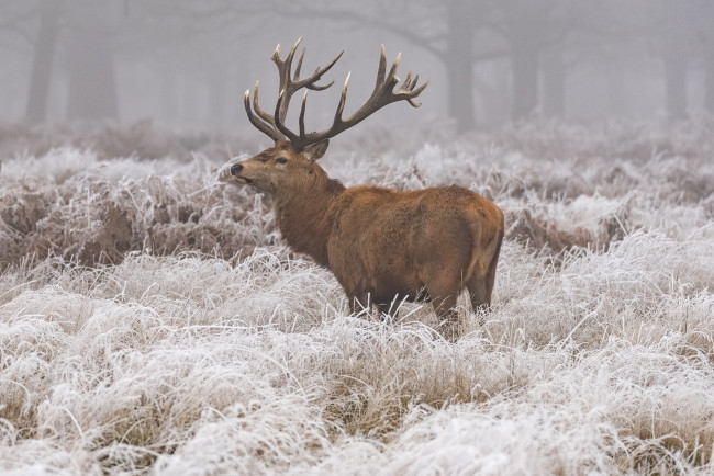 Обои картинки фото животные, олени, зима, иней, снег, трава, олень, природа, животное