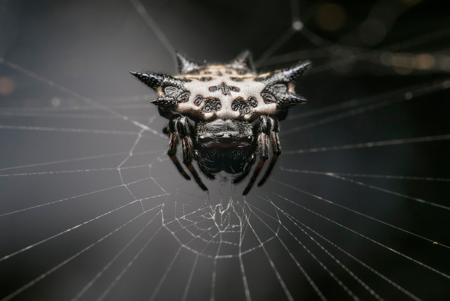 Обои картинки фото животные, пауки, web, spider, monster, arachnid