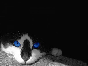 Картинка животные коты кот глаза