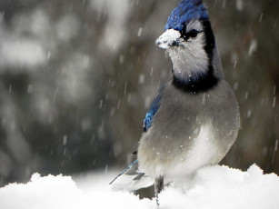 Картинка животные сойки птица снег зима