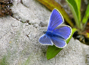 Картинка животные бабочки +мотыльки +моли бабочка голубая листья