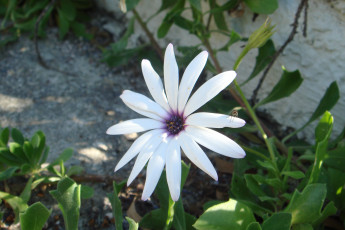 Картинка цветы цветок белый
