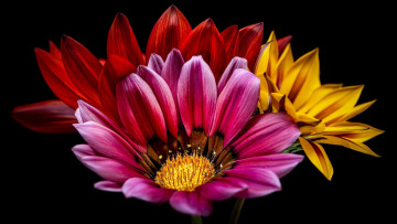 Картинка цветы остеоспермумы