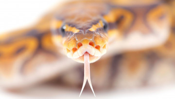 Картинка животные змеи +питоны +кобры змея язык