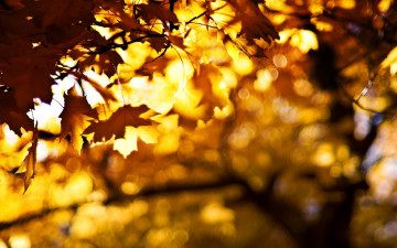 Картинка природа деревья осень листья клены