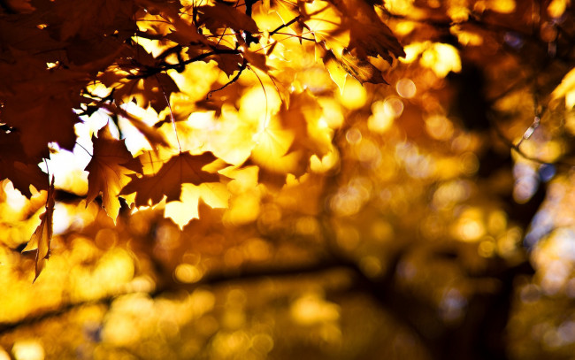 Обои картинки фото природа, деревья, осень, листья, клены