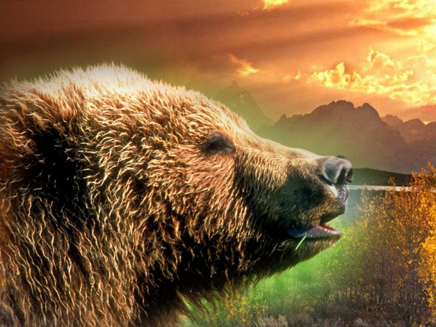 Обои картинки фото bear, животные, медведи