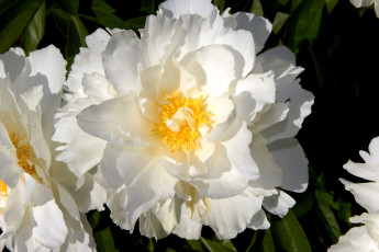 Картинка цветы пионы белый большой круглый