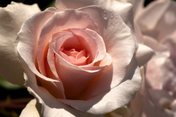 Картинка цветы розы бледно-розовый капли