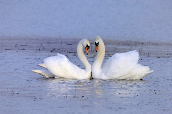 Картинка животные лебеди верность белый пара любовь