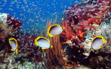 Картинка животные рыбы butterflyfish кораллы морское дно