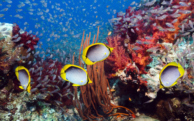 Обои картинки фото животные, рыбы, butterflyfish, кораллы, морское, дно