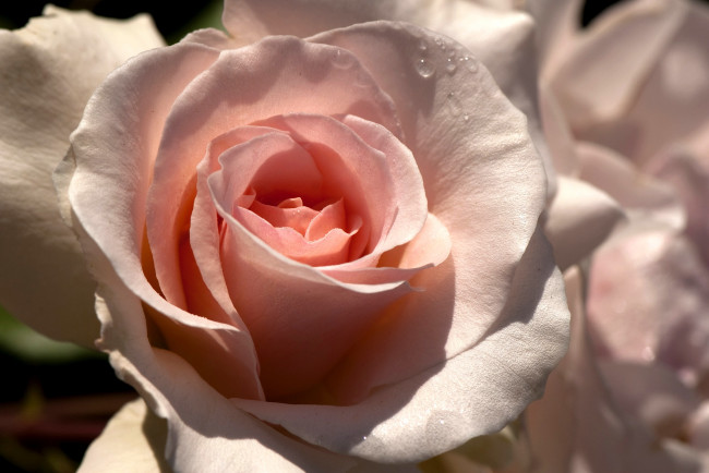 Обои картинки фото цветы, розы, бледно-розовый, капли