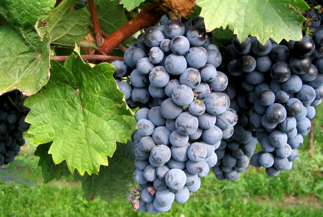 Обои картинки фото природа, Ягоды, виноград, гроздь, синий