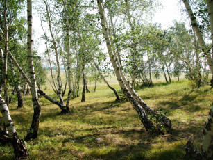 Картинка пляшущий лес природа кокшетау зеренда лето казахстан