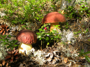 Картинка природа грибы брусника шишки белый гриб боровик