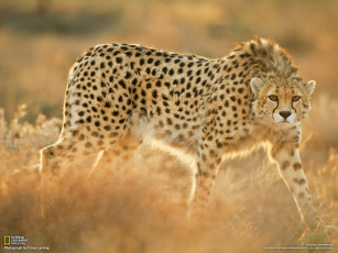 Картинка животные гепарды леопард гепард