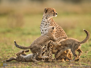 Картинка животные гепарды леопарды детеныши семья