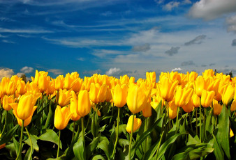 Картинка цветы тюльпаны небо