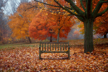 Картинка природа деревья осень парк скамейка листья