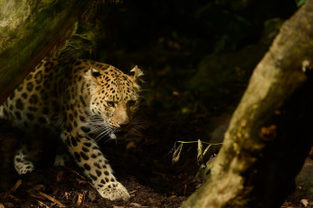 Картинка животные леопарды хищник засада