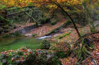Картинка природа лес осень ручей камни листья деревья