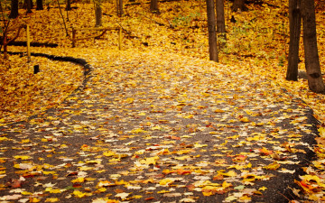 Картинка природа дороги листья осень дорога
