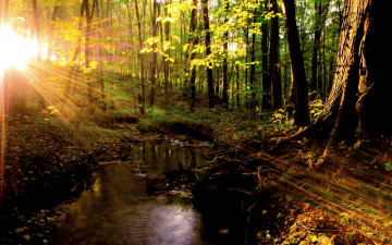 Картинка природа лес ручей стволы свет лучи