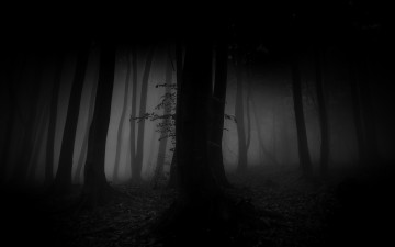 Картинка природа лес свет туман