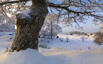 Картинка природа зима дерево снег