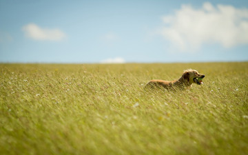 Картинка животные собаки поле собака