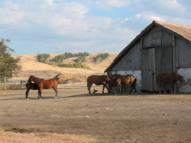 Обои картинки фото ферма, животные, лошади, лошадь, деревня, загон, златополье, брещук