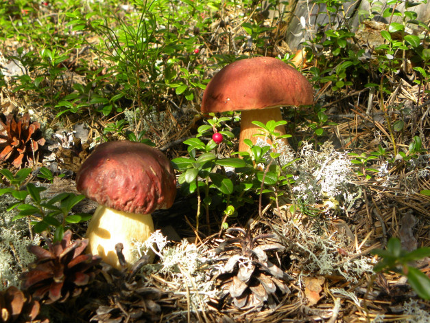 Обои картинки фото природа, грибы, брусника, шишки, белый, гриб, боровик