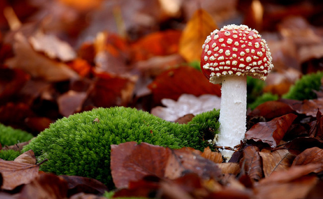 Обои картинки фото природа, грибы, мухомор, осень, листья